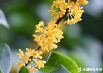 清平乐 避暑神山咏桂