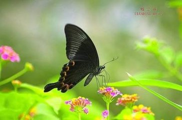 蝶恋花·百种相思千种恨