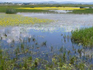 木兰后池三咏。浮萍