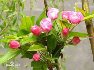 临江仙（同前）