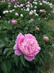芍药