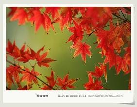 庆清朝 榴花