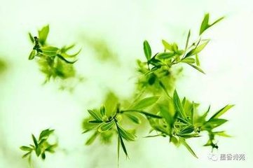 柳梢青（侍宴禁中和张知合应制作）