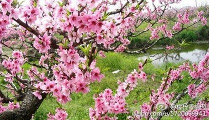 醉桃园/桃源忆故人