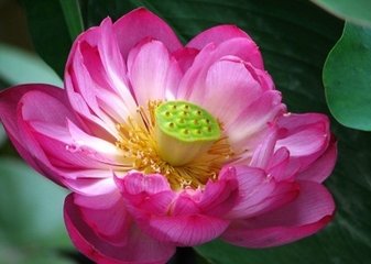 夜行船·万柄荷花红绕路